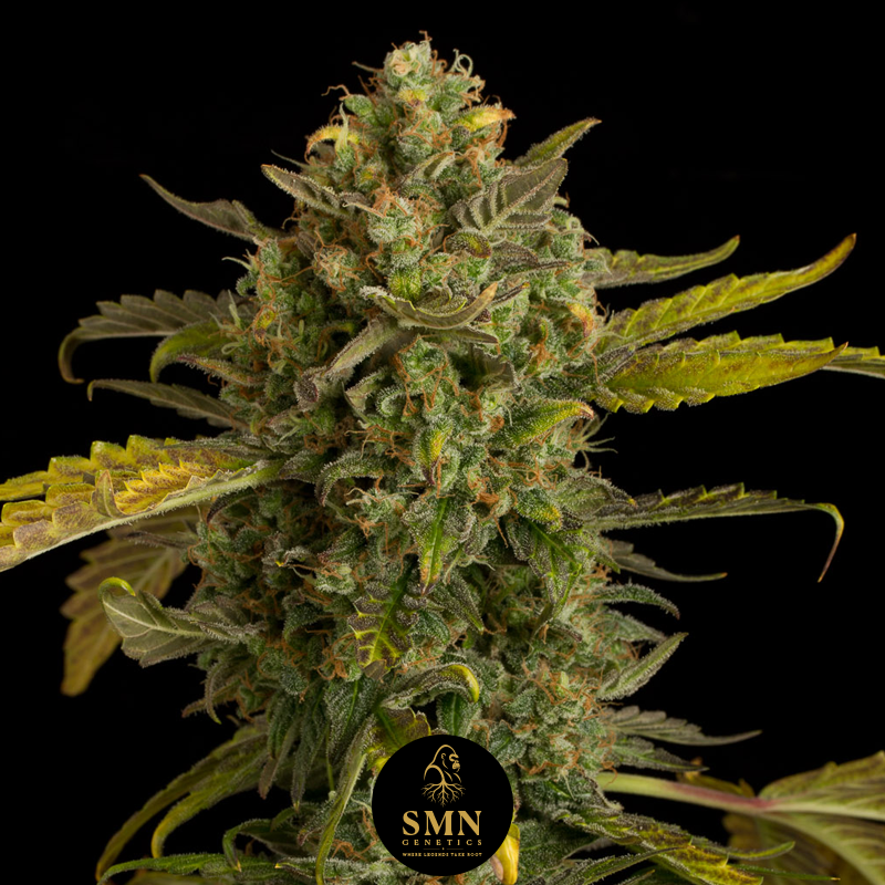 bruce banner auto smn genetics semi