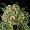 bruce banner smn genetics semi