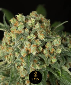bruce banner smn genetics semi