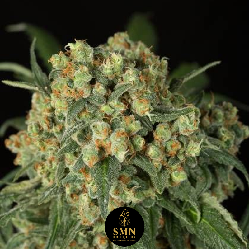 bruce banner smn genetics semi