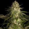 critical kush stagionali seedsline