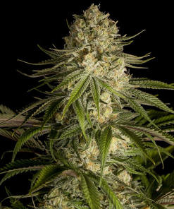critical kush stagionali seedsline