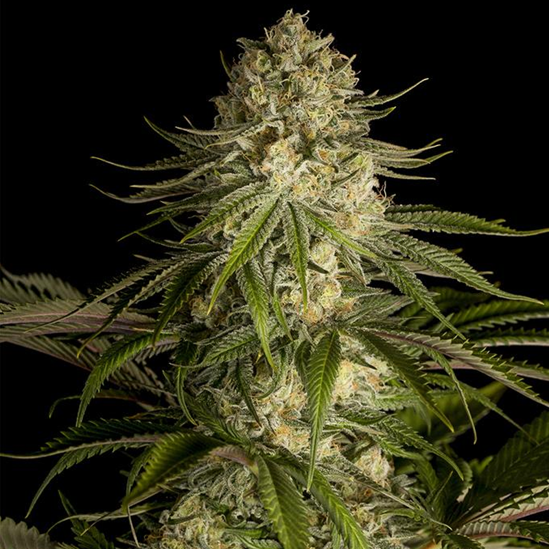 critical kush stagionali seedsline