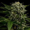 dos si dos smn genetics semi