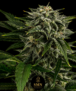 dos si dos smn genetics semi