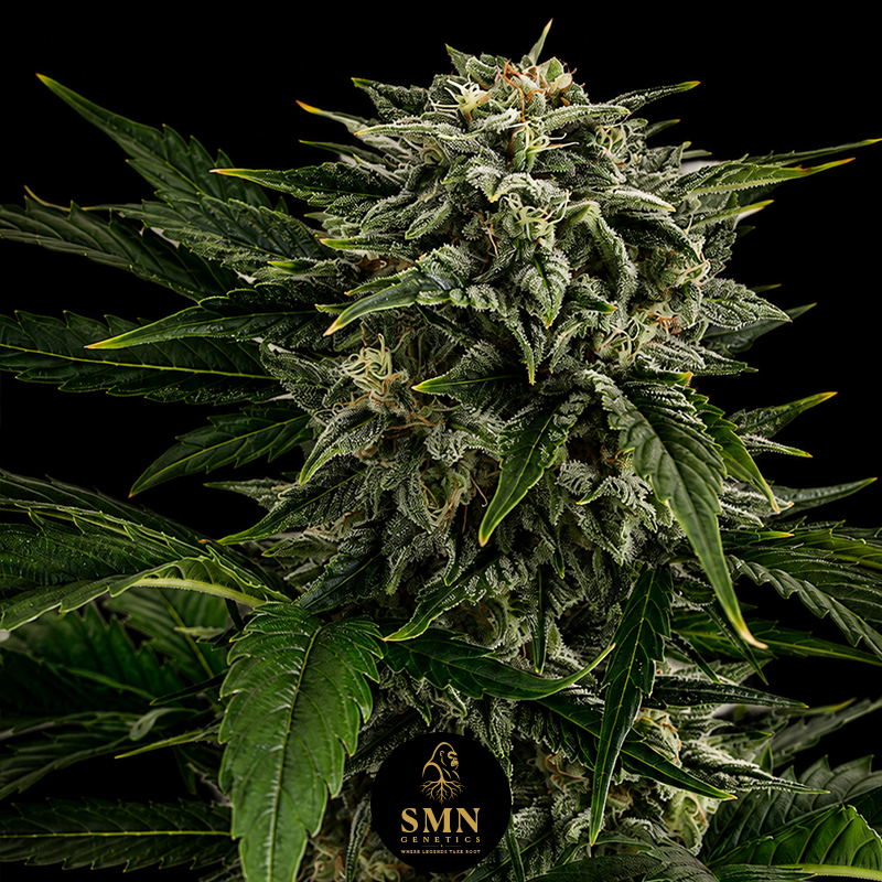 dos si dos smn genetics semi