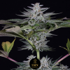 dos si dos smn genetics semi
