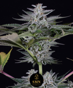 dos si dos smn genetics semi