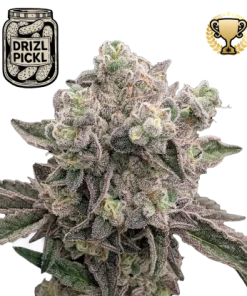 drizl pickl stag seedstockers