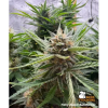 fishy zoap seedstockers auto