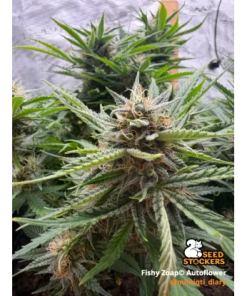 fishy zoap seedstockers auto