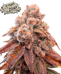 fishy zoap stag seedstockers