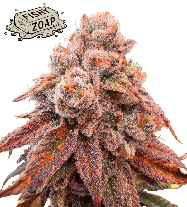 fishy zoap stag seedstockers