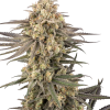 frosted grapes xxl stag sensi seeds