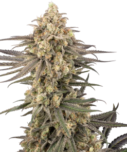 frosted grapes xxl stag sensi seeds