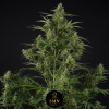 frozen lemon cherry smn genetics semi