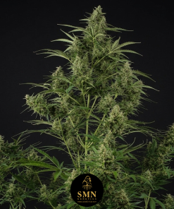 frozen lemon cherry smn genetics semi