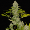 frozen lemon cherry smn genetics semi