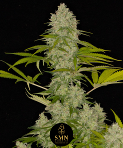 frozen lemon cherry smn genetics semi