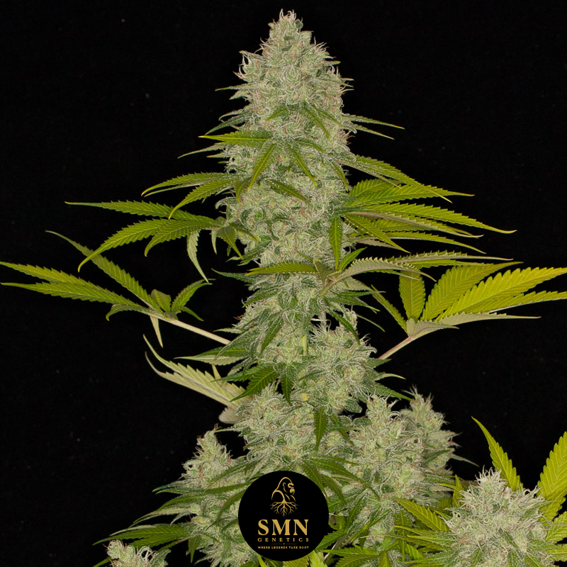 frozen lemon cherry smn genetics semi