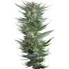 fruity durban
