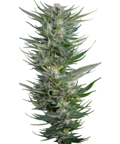 fruity durban