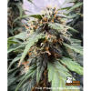 fuh fucked up hippy auto seedstockers