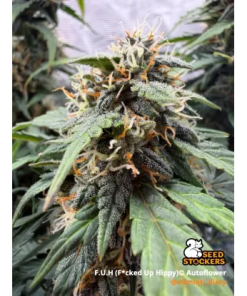 fuh fucked up hippy auto seedstockers