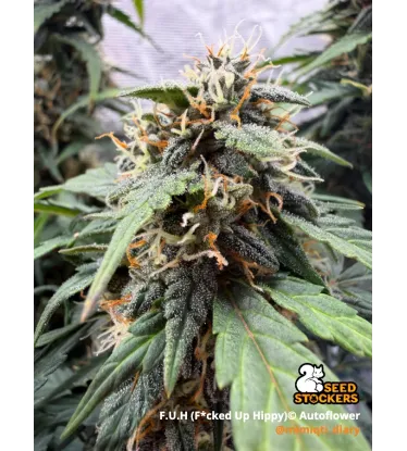 fuh fucked up hippy auto seedstockers
