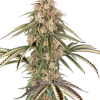 garlic gas stag sensi seeds