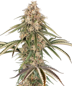 garlic gas stag sensi seeds