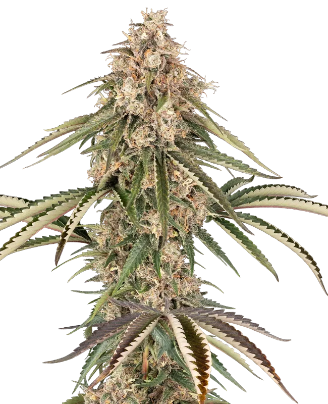 garlic gas stag sensi seeds
