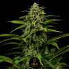 gelato auto smn genetics semi