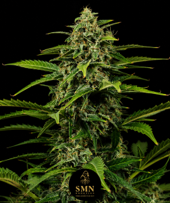 gelato auto smn genetics semi