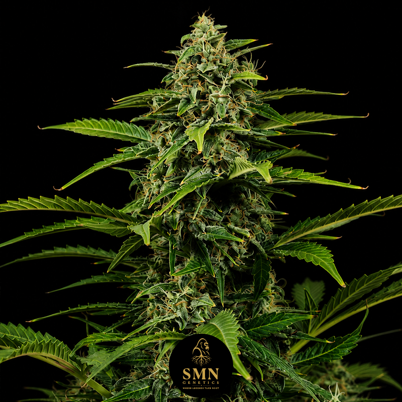 gelato auto smn genetics semi