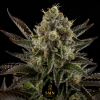 gelato smn genetics semi