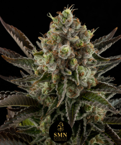 gelato smn genetics semi
