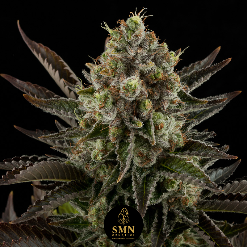 gelato smn genetics semi