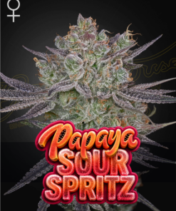 ghsc papaya sour spritz 3stk fem