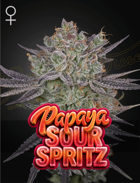 ghsc papaya sour spritz 3stk fem