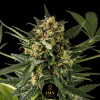 girl scout cookies auto smn genetics semi