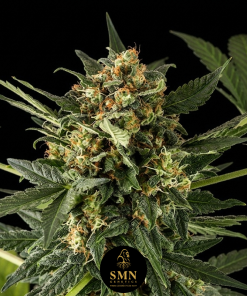 girl scout cookies auto smn genetics semi