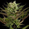 girl scout cookies smn genetics semi