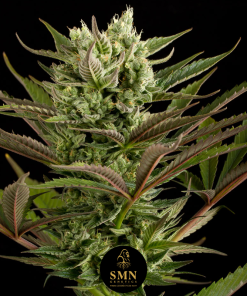girl scout cookies smn genetics semi