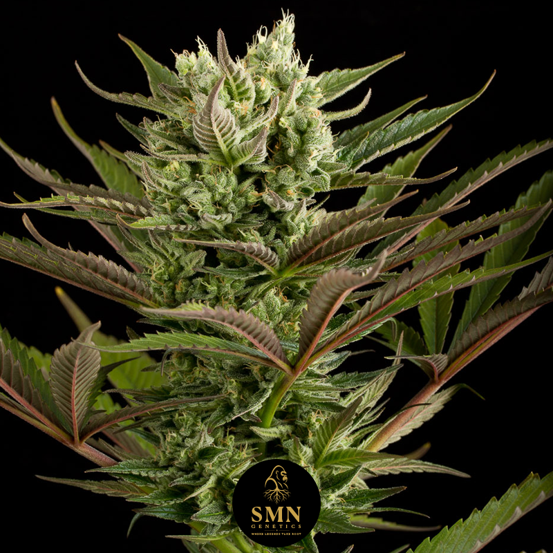 girl scout cookies smn genetics semi