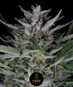 gorilla cookies auto smn genetics semi