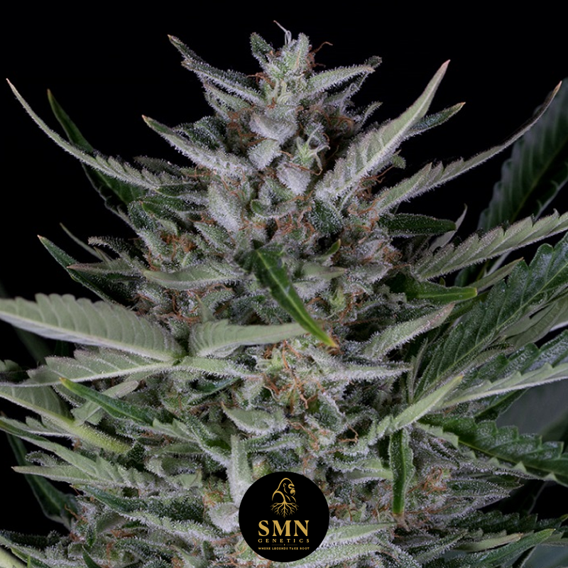 gorilla cookies auto smn genetics semi