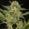 gorilla cookies smn genetics semi
