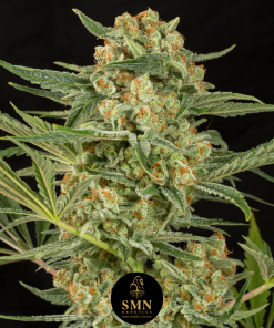 gorilla cookies smn genetics semi