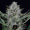 gorilla glue auto smn genetics semi